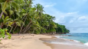Pusta, tropikalna plaża z gęstą roślinnością przypominająca krajobraz odkrytej przez Kolumba wyspy Guanahani.